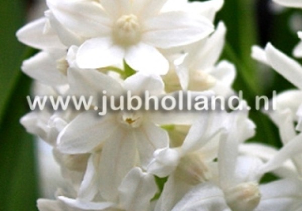 Puschkinia libanotica Alba 5/6