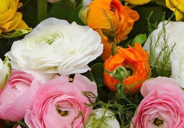 Ranunculus asiaticus Mix 6/7