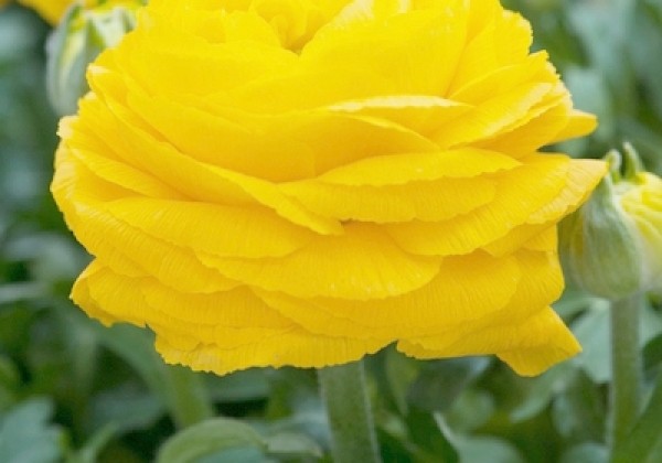 Ranunculus asiaticus Yellow 6/7