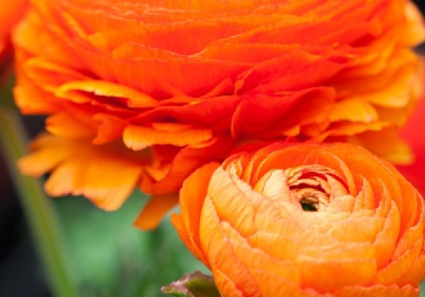 Ranunculus asiaticus Orange 6/7