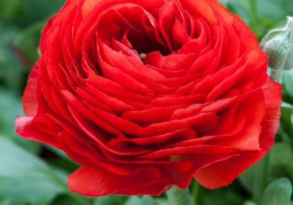 Ranunculus asiaticus Red 6/7