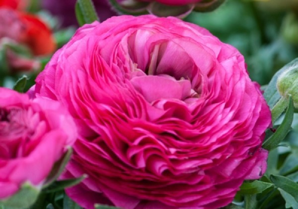 Ranunculus asiaticus Pink 6/7