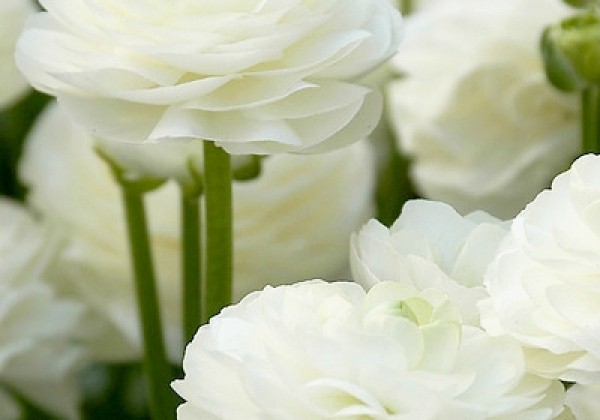 Ranunculus asiaticus White 6/7