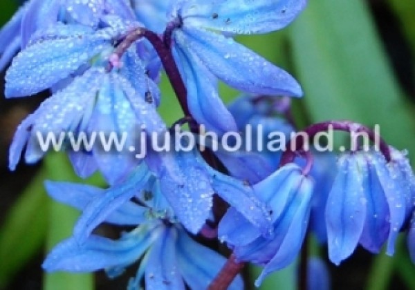 Scilla siberica 7/8