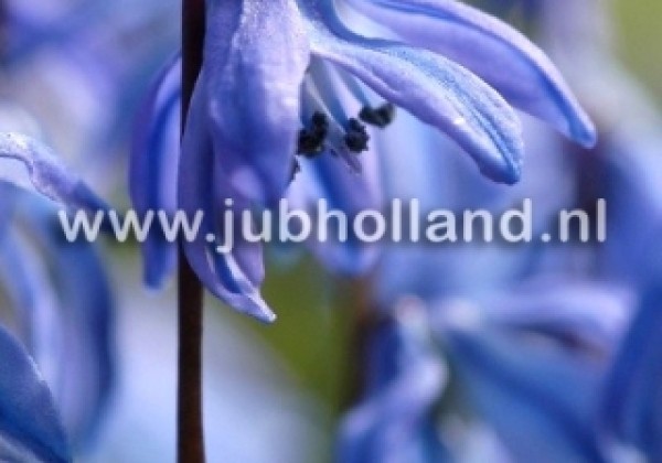 Scilla siberica Spring Beauty 8/9