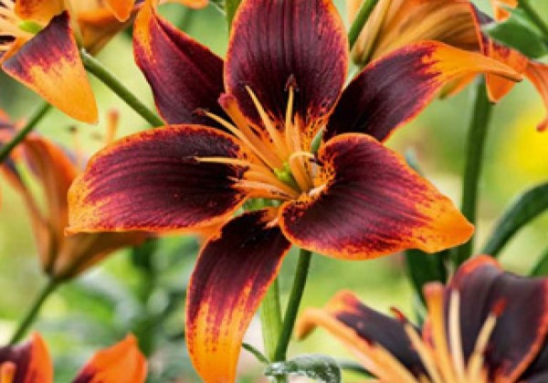 Ranunculus Ranunculus (750)