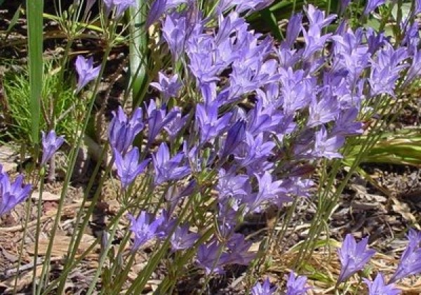 Triteleia Corrina 5/6