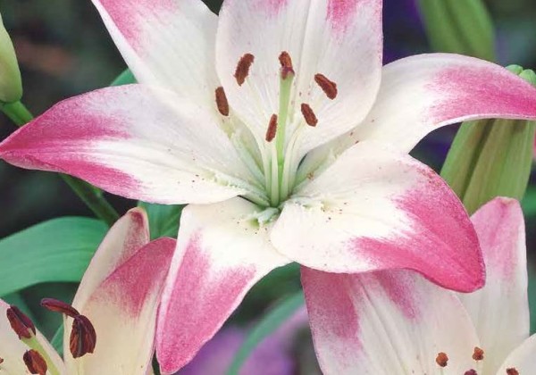 Lilium AZ Sugar Love 14/16