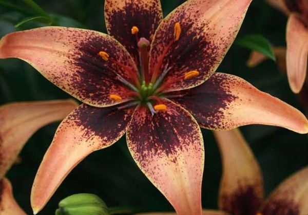 Lilium AZ Whistler 14/16