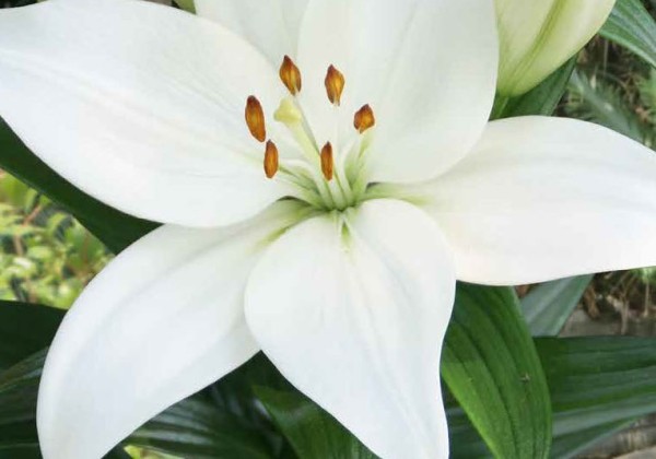 Lilium AZ Kent 14/16