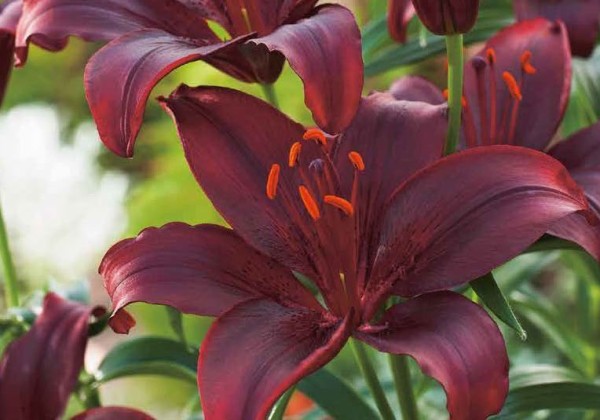 Asparagus Gijnlim Bag 5