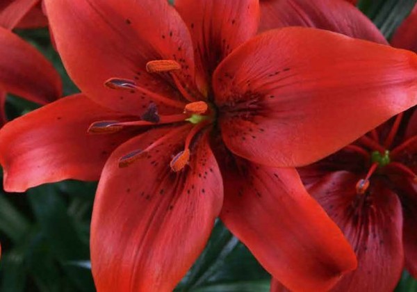 Lilium AZ Red County 14/16