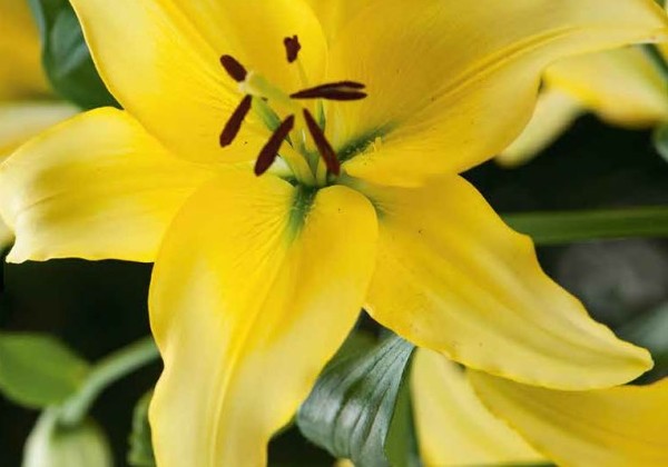 Sīpolpuķu maisījums Balcony & Terrrace (stends + 120 pakas)