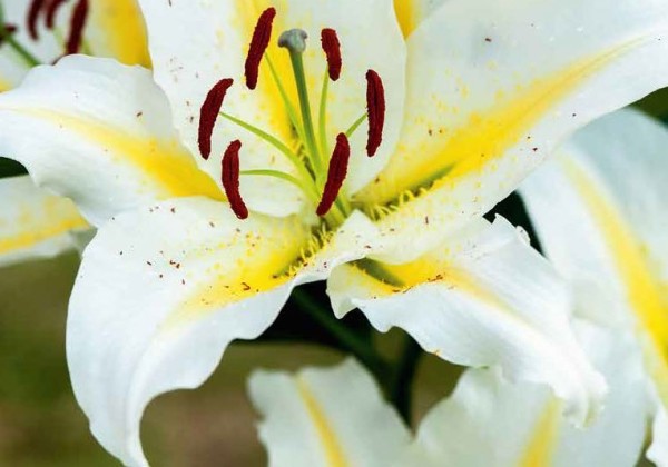 Sīpolpuķu maisījums Bestsellers  (stends+ 120 pakas)