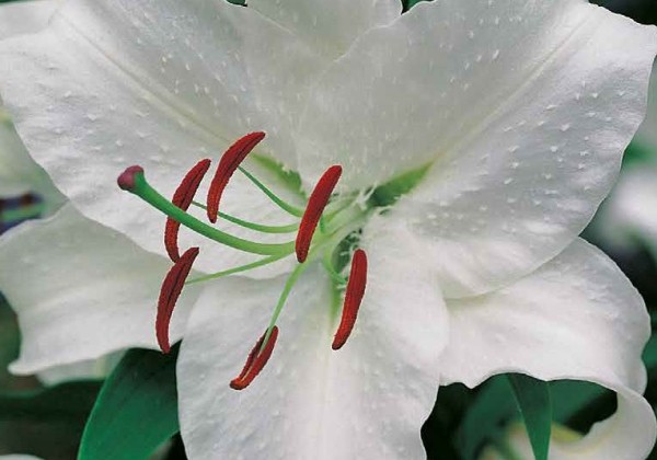 Dahlia hortensis Exclusive Dahlias (stends+ 120 pakas)