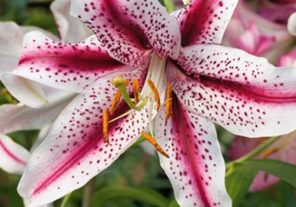 Sīpolpuķu maisījums Low budget (stends + 240 pakas)