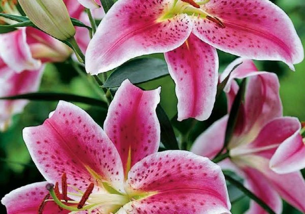 Sīpolpuķu maisījums Help Nature Grow (stends + 75 pakas)