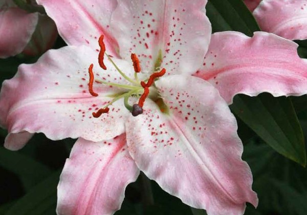 Lilium OR Virtuoso 14/16