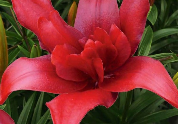 Baneris palešu nosegšanai