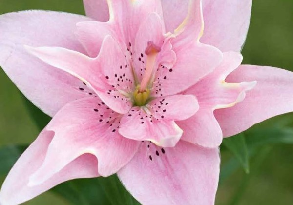 Baneris Vasaras sīpolpuķes