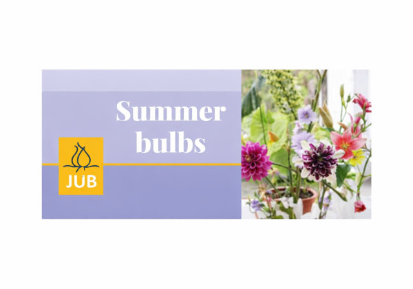 Baneris Vasaras sīpolpuķes