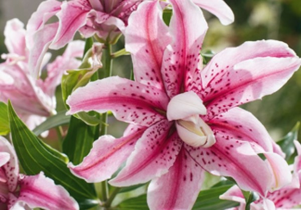 Lilium AZ Magic Star 16/18