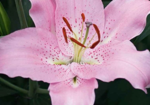 Lilium OR Lilium OR (100)