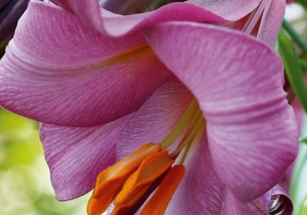 Lilium tigrinum Pink Perfection 16/18