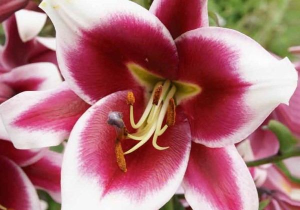 Alcea Rosea Alcea Rosea (75)