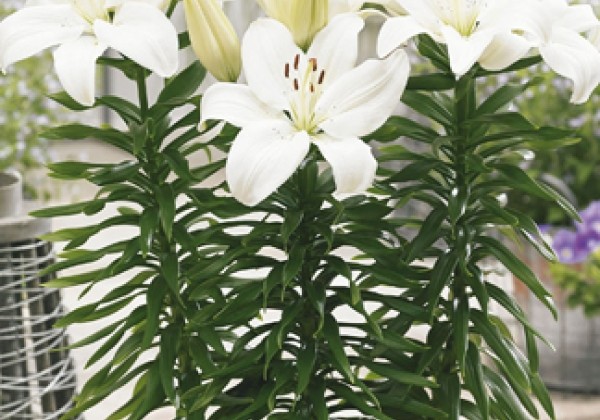 Lilium AZ (podu) Gwen 14/16
