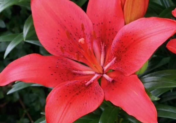 Lilium AZ (podu) Happy Heart 14/16