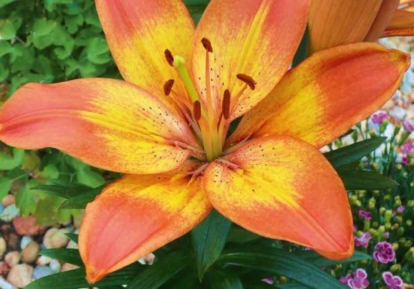 Sīpolpuķu maisījums BIO Flower Bulbs (stends + 120 pakas)