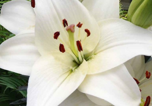 Dahlia hortensis We Love Dahlias (stends + 80 pakas)