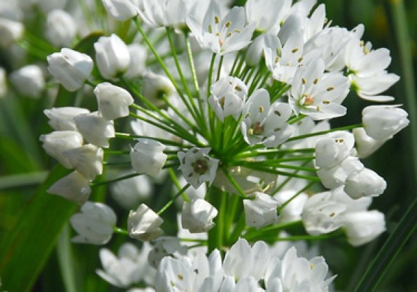 Allium Neapolitanum