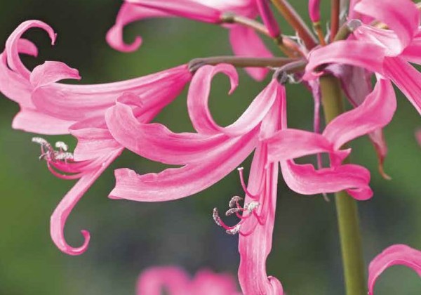 Amarine Belladiva 16/ +