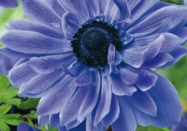 Anemone Cor. Lord Lieutenant