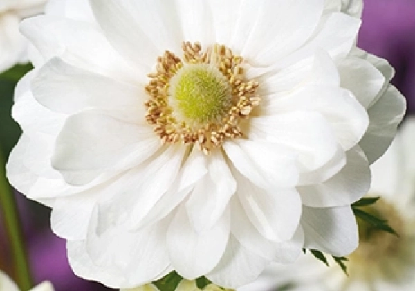 Anemone Cor. Mount Everest