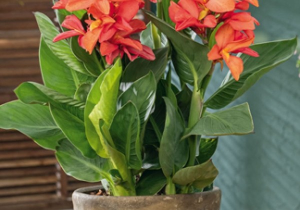 Canna indica Cannasol Happy Isabel