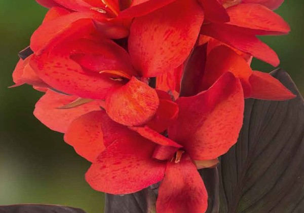 Canna indica Cannasol Happy Julia