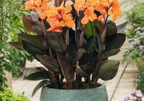 Canna indica Cannasol Happy Wilma