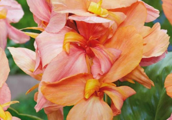 Canna indica Peach Blush