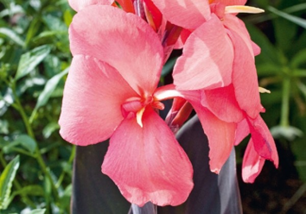 Canna indica Pink Futurity