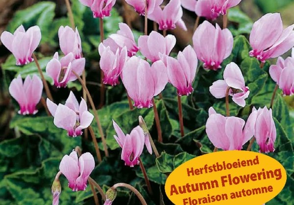 Cyclamen hederifolium 13/15