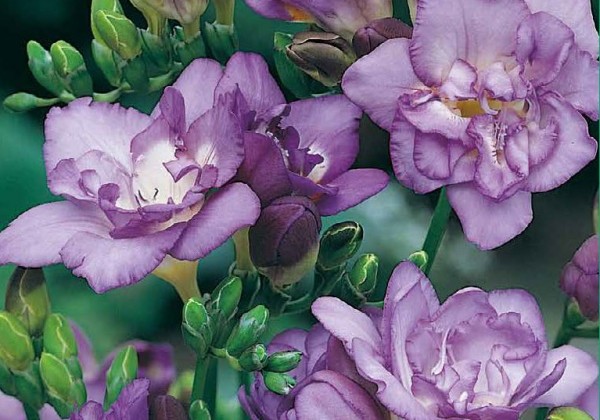 Freesia Double Blue 5/ +