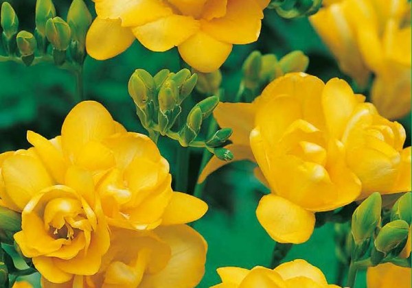Freesia Double Yellow 5/ +