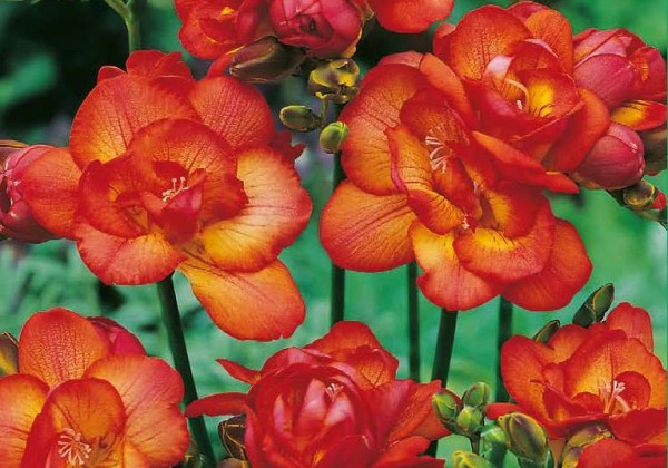 Freesia Double Red 5/ +