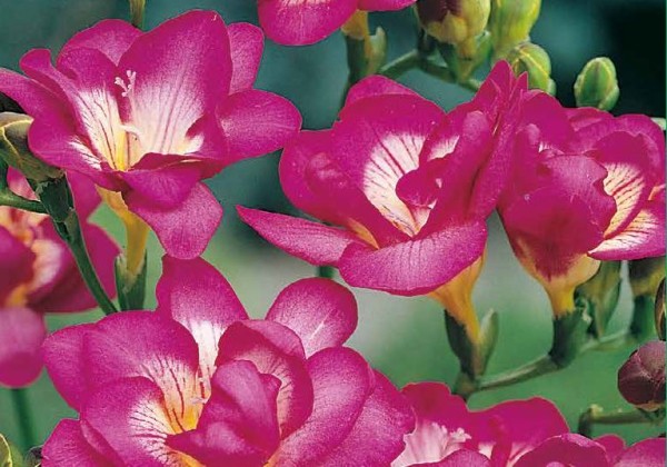 Freesia Double Pink 5/ +