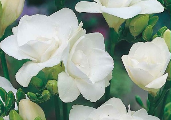 Freesia Double White 5/ +