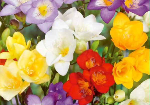 Freesia Single Mix 5/ +