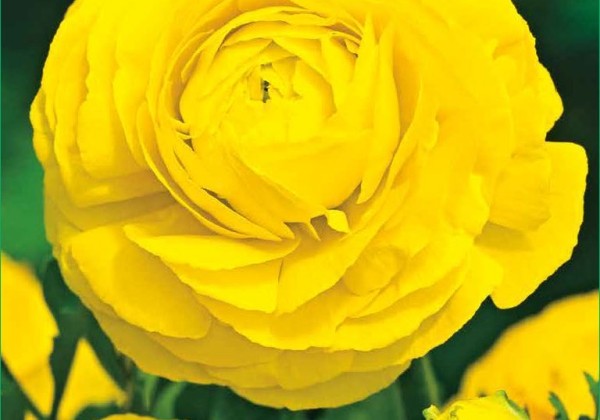 Ranunculus asiaticus Yellow 6/7